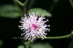 Vernonia peninsularis var. peninsularis